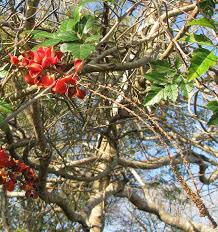 Image result for Paullinia