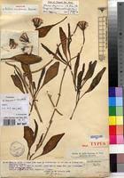 Image result for Kleinia abyssinica