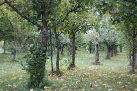 Going fast! Apple-picking proves popular in a pandemic — Waterbury  Roundabout