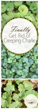 Finally Get Rid Of Creeping Charlie Weeds In Lawn Garden Weeds Garden Care