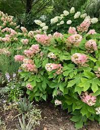 Shrubby Plants For Tight Spots In Northern California Finegardening