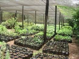 Image result for Tricalysia bagshawei