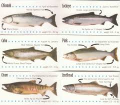 pacific northwest fish id salmon salmon species fish