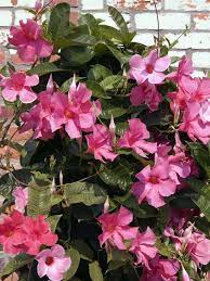 Sumptuous Tropical Plants Mandevilla Heat Tolerant Plants Flowering Vines Plants
