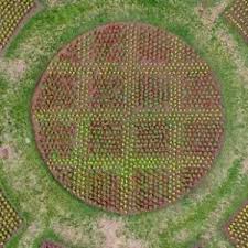 City Greenhouse Specialist Cooks Up Cherry Pie Flower Garden For Summer