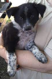 The Domestic Dog Blue Heeler Puppies Dog For Adoption Border Collie Australian Shepard Blue Heeler Puppies When Blue Heeler Puppies Heeler Puppies Domestic Dog