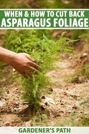 This ferny growth produces the carbohydrates that the plant needs to grow and also store up for the winter and next year's initial crop of spears. Cutting Asparagus Foliage Back In Autumn Gardener S Path