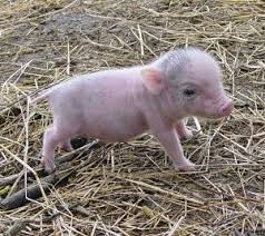 Potbelly Pigs Miniature Horses For Sale Pigs For Sale Baby Pigs