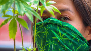 Contrario a muchos de sus representantes en el parlamento, andrés manuel lópez obrador. El Senado De Mexico Aprueba La Legalizacion De La Marihuana Recreativa Y Medicinal