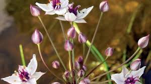 Image result for Butomopsis