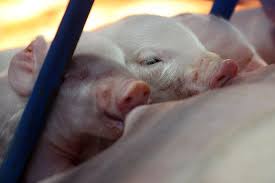 Oink The Baby Piglets In The Barnyard Birthing Center Are One Of Our Cutest And Most Popular Attractions Don T Miss Seei Baby Piglets Baby Animals State Fair