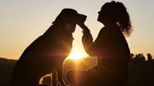 1 day ago · 26 agosto 2021. Giornata Del Cane Per Un Italiano Su 3 E Come Un Figlio La Repubblica