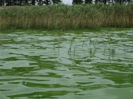 Kết quả hình ảnh cho Microcystis aeruginosa