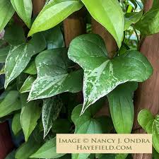 Image result for Dioscorea cotinifolia