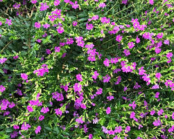 Image result for Cuphea hyssopifolia