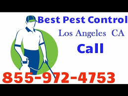 Most los angeles pest control companies provide simple labor for simple service. Pest Control Los Angeles Ants Best Ants Exterminator In Los Angeles Ca Youtube
