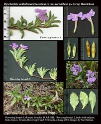 Image result for Dyschoriste