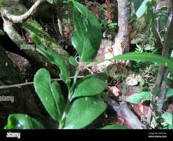 Image result for Asplenium gemmiferum