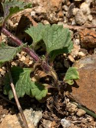 Image result for Chascanum hederaceum