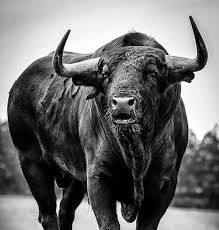 Pin On Toros