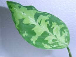 アグラオネマ 復活系 Aqu Raceae