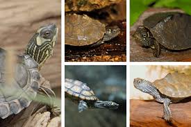 Photographs by jonathan mays, fwc. 13 Map Turtle Species You Can Keep As Pets The Turtle Hub