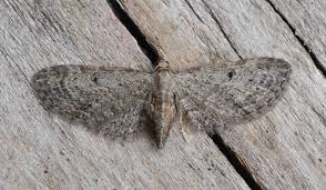 Image result for Eupithecia tenuiata
