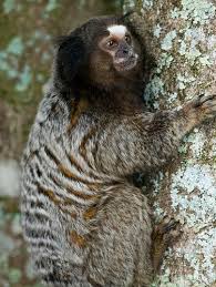 In periods of serious drought, they may eat small arthropods, mollusks, bird eggs, baby birds and small vertebrates. Pin On Primates