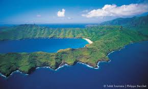 Image result for Marquesia acuminata