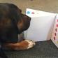 Share-A-Book (San Anselmo)