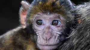 تفسير حلم شخص يعطيك فلوس في الخير والشر. ØªÙØ³ÙŠØ± Ø±Ø¤ÙŠØ© Ø§Ù„Ù‚Ø±Ø¯ ÙÙŠ Ø§Ù„Ù…Ù†Ø§Ù… Youtube