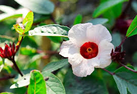 We did not find results for: How To Grow Edible Hibiscus Flowers In Your Garden