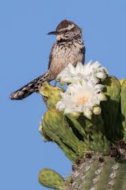 Birds Of The Southwestern Desert Cactus Wren Cactus Wren Cactus Rock Plants
