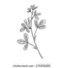 Image result for Trigonella foenum-graecum