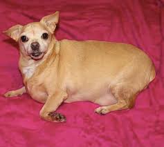 Image result for chihuahua big obesity