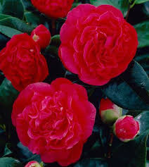 Kramers Supreme Camellia Shrub Camellia Plant Shrubs Plants Delivered