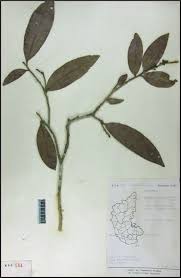 Image result for Gomphia