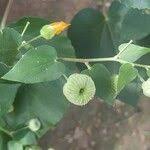 Image result for Abutilon angulatum
