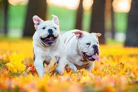 bulldog dog breed information