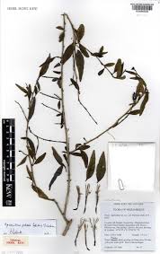 Image result for Agelanthus zizyphifolius