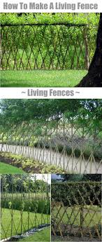 Living Fences How To Make A Living Fence For Your Garden Living Fence Garden Fence Willow Fence
