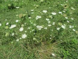 Image result for Daucus carota