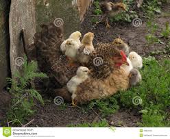 A Hen A Brood Hen With Chickens Beautiful Chickens Chickens Backyard Chickens And Roosters