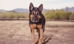 The humane society of southern arizona has. Tucson Rescue Now Adopting Senior Dogs