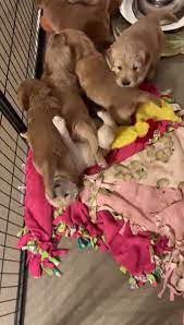 They are known to be great with other pets and small children. Goodhue Goldens Home Facebook