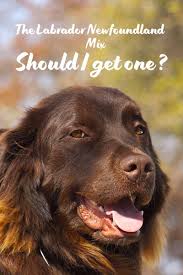 Newfoundland Lab Mix Lab Mix Puppies Mixed Breed Dogs Labrador Mix