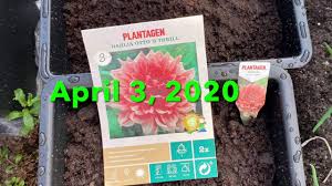 Dahlia 'otto's thrill' dahlia 'otto's thrill' dinner plate dahlia. Planting Dahlia Otto S Thrill Youtube