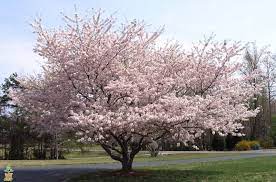 Kwanzan flowering cherry tree home garden plants landscape trees plant flower. Yoshino Cherry Tree Flowering Cherry Tree Yoshino Cherry Tree Cherry Tree