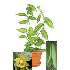 This stunning indoor plant has the flowers of an orchid but draping, climbing vine foliage, almost like a pothos. Variegated Vanilla Vanilla Planifolia Variegata