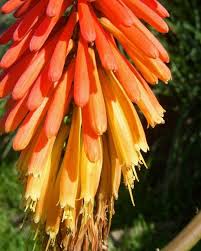 Image result for Kniphofia grantii